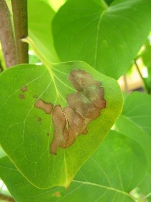 Lilac leaf showing brown patches