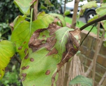 Shrivelling leaves on lilac