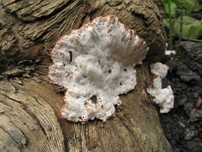 White fungus on lilac trunk