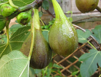 Brown Turkey figs, almost ready to pick