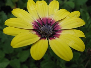 Osteospermum Blue Eyed Beauty