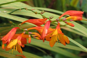 Crocosmia