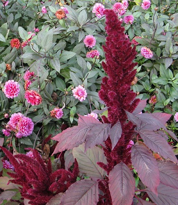 Dahlia and amaranth