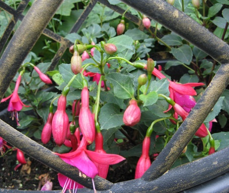 Pink Fizz Fuchsia flowering