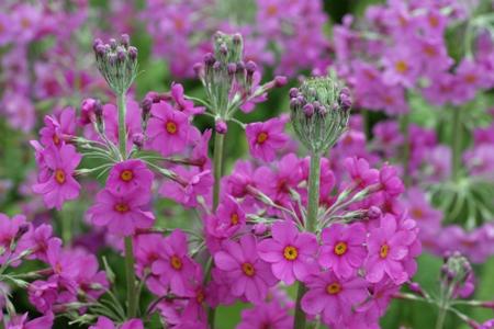 ©The Farplants Group_FD5431 Primula beesiana