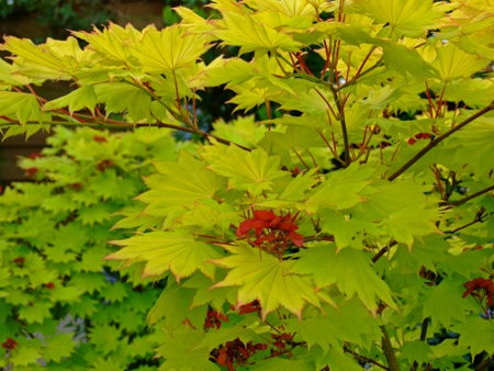 ©Adam Pasco Media_Japanese Maple  (Acer shirasawanum 'Aureum')