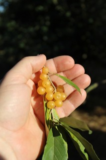 Fortunella Pointilla from Lubera