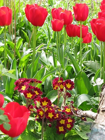 Tulips and primulas