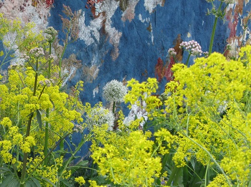 Woad in the AkzoNobel Honeysuckle Blue(s) Garden, RHS Chelsea 2016