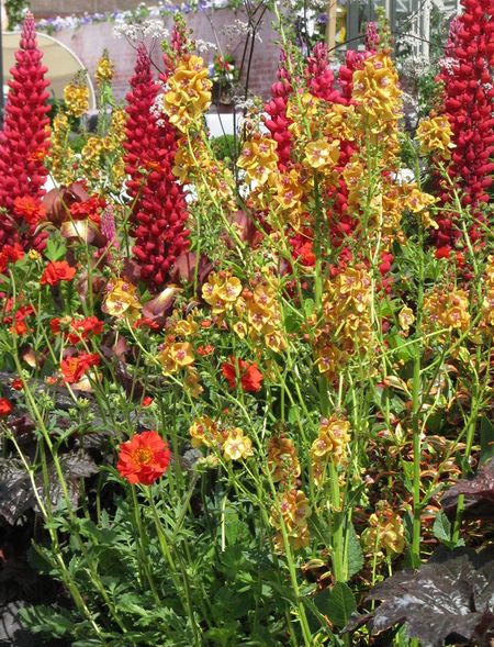 Planting at the Modern Slavery Garden, RHS Chelsea, copyright Helen Gazeley