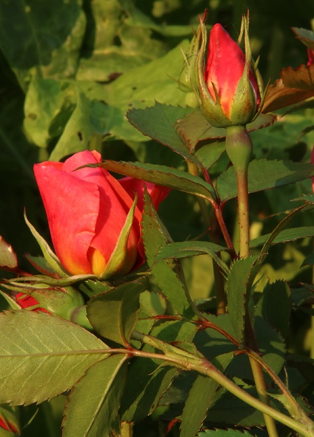 For Your Eyes Only, in bud, Rose of the Year 2015