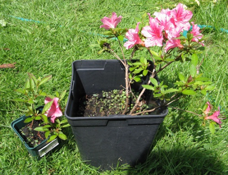 Two azaleas taken from layering branches