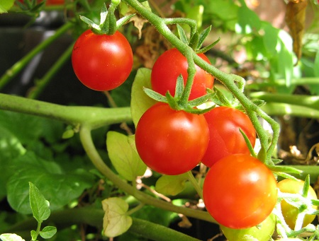 Tomato Red Currant