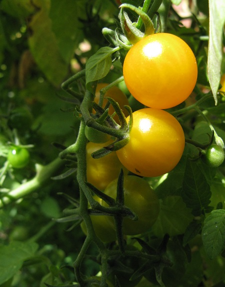 Tomato Yellow Currant