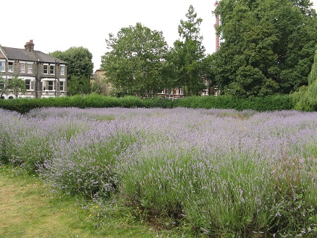 Lavender field, Vauxhall Park, London