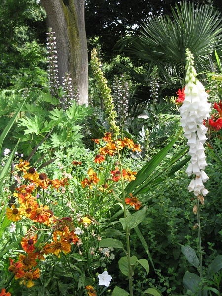 Foxgloves, acanthus, helenium Vauxhall Park