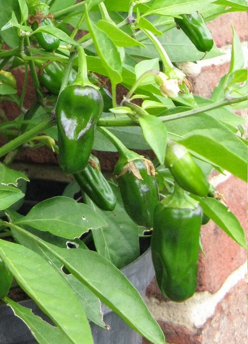 Apache chilli,