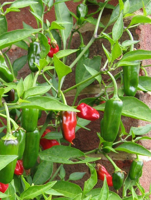 Apache chilli