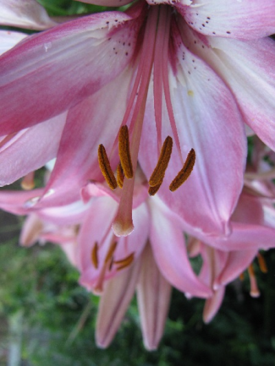 Upside down lily. copyright Helen Gazeley