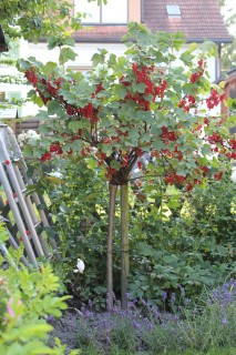 Lubera Lisette Redcurrant