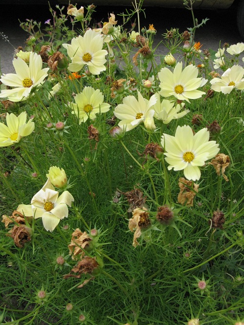 Cosmos Xanthos