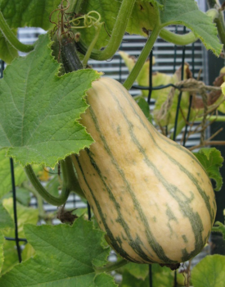 Honey Boat Squash