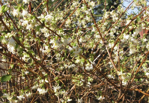 Winter honeysuckle, Lonicera fragrantissima in full bloom