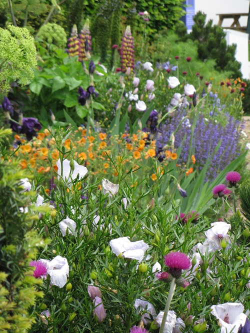 Lovely planting  Chris Beardshaw  Morgan Stanley Garden  RHS Chelsea 2017