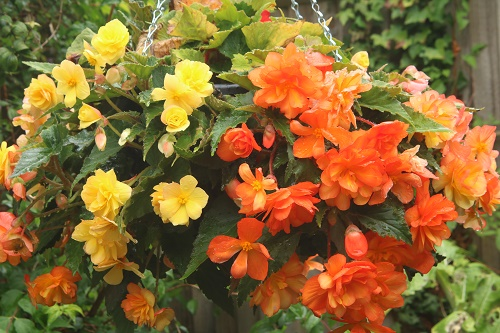 Begonia Apricot Illumination  Van Meuwen  hanging basket