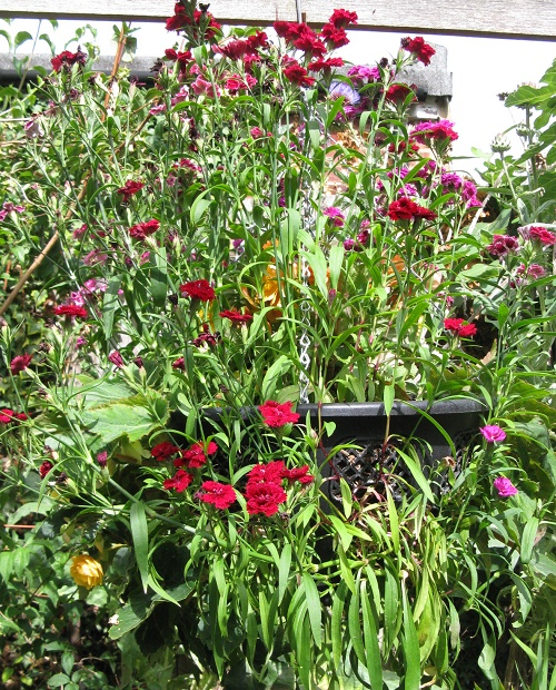 Pinks hanging basket