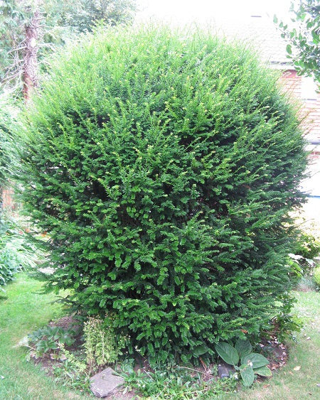 Yew prior to cutting