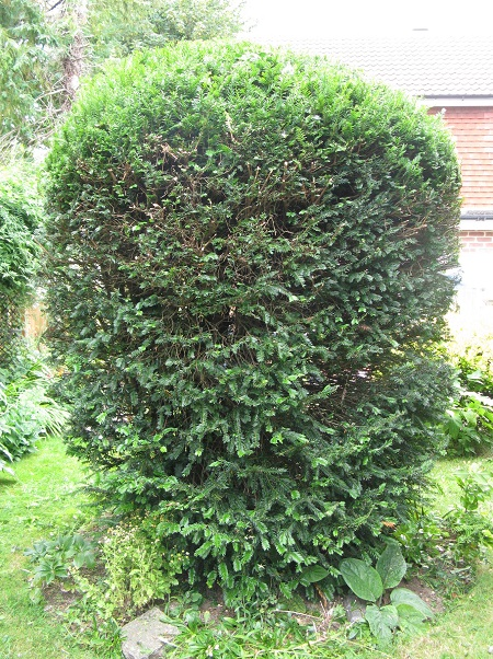 Yew after cutting
