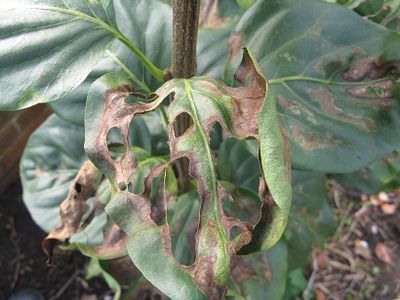 Brown lilac leaf with holes