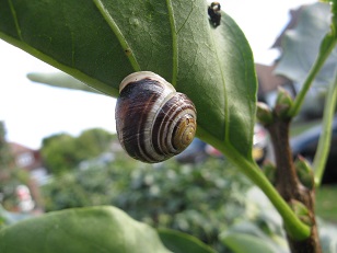 Snail on lilac