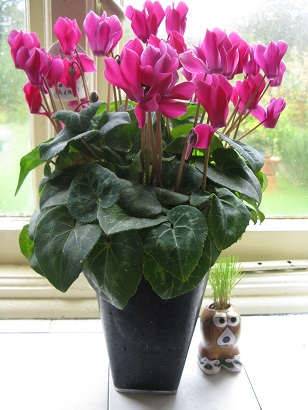 Pink Cyclamen