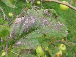 Apple leaf with scab