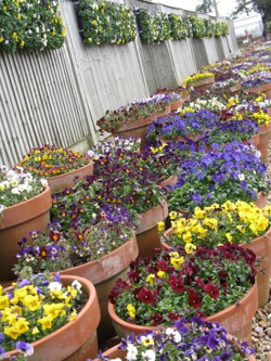 Viola and pansy display at Wisley March 2013