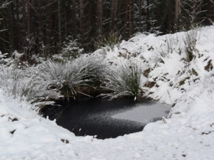 Icy_pond_in_Struie_Wood_-_geograph.org.uk_-_1055578