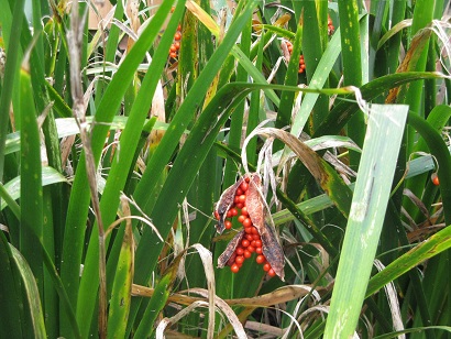 Iris foetidissima, Stinking Iris