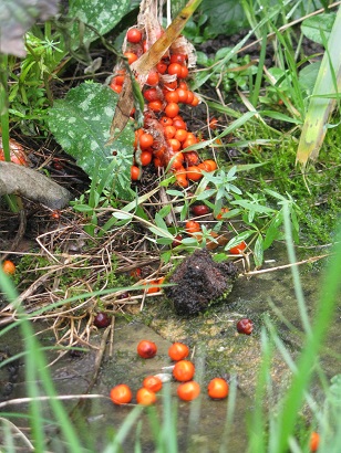 Iris foetidissima, Stinking Iris berries spill across ground