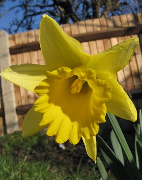 Yellow trumpet daffodil