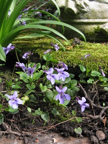 Violets