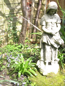 Violets in dappled shade