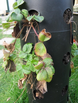 Strawberries languishing in Flower Tower