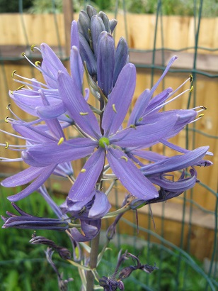 Top of Camassia bloom