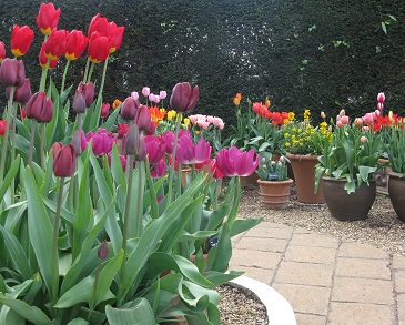 Tulips in pots on trial at RHS Wisley. May 2015