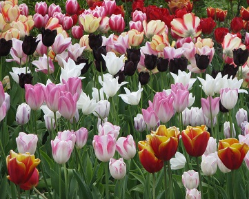 Tulips on trial at RHS Wisley. May 2015