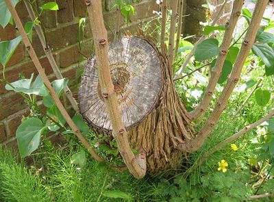 Branches thickening up from trunk