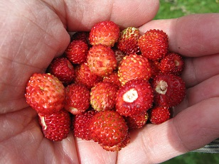 Handful of alpine strawberries