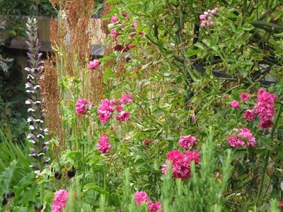 Acanthus mollis with pink rambling rose